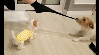 Jack Russell removes owner's socks every time she comes home