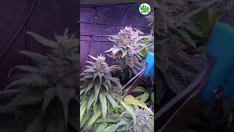 17 Harvest Time! Chop Chop S3E6