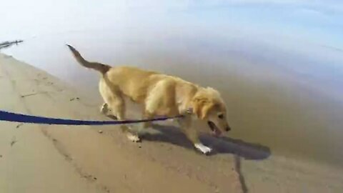 Dog Meets Her Mom For The First Time Since She Was A Puppy