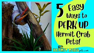 5 Easy Ways to Perk Up Hermit Crab Pets!