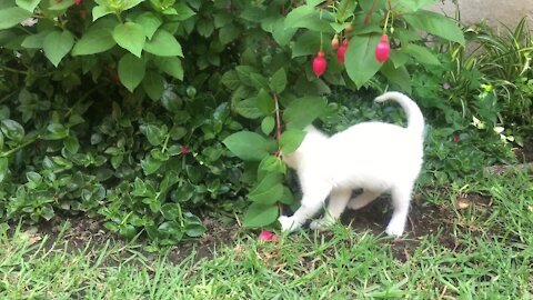A White funny Kitten Playing With a Flowering Plant
