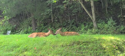 Fawns support each other as storm approaches