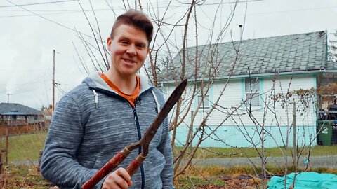 How to Prune a Fruit Tree