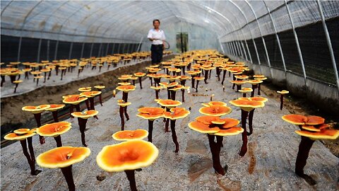 How Farmer Growing Lingzhi - Red Reishi Mushroom Farm - Reishi Mushroom Harvest and Processing