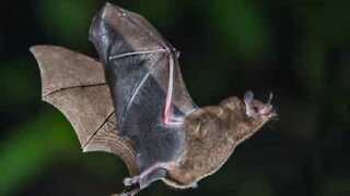 Une chauve-souris sème la panique dans un avion