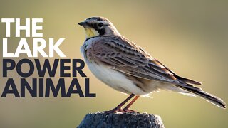 The Lark Power Animal