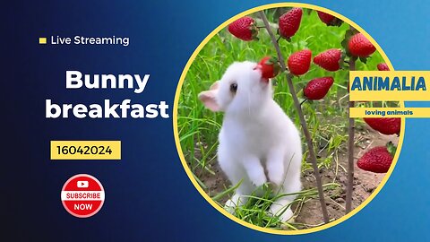 Bunny breakfast - loving animals