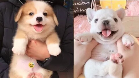 Funny Dog Videos 2021🤣 🐶 It's time to LAUGH with Dog's life | Cute Puppies Collection