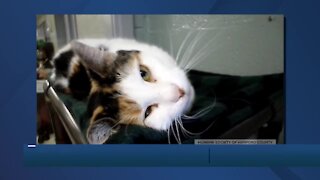 Rosemary the cat is up for adoption at the Humane Society of Harford County
