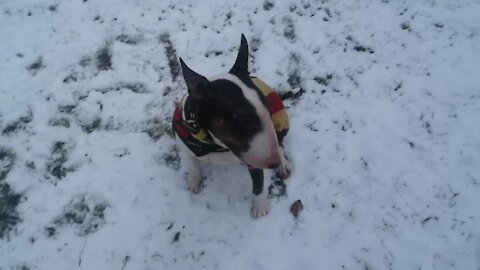 Doggy can't stop spinning in circles for first snowfall of the year