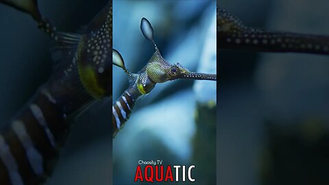 🌊 #AQUATIC - Weedy Seadragon Concealed in Leafy Disguise, Embraced by the Sea's Serenity 🦈