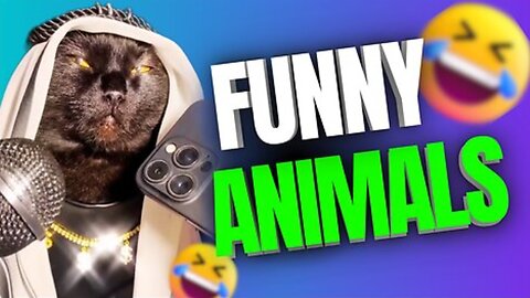 Funny animals fighting with love! Funy Cat Reaction viral video😱😱😱