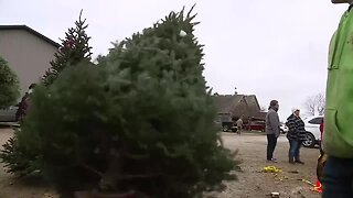 Christmas tree shopping: Aissen Tree Farm keeping busy