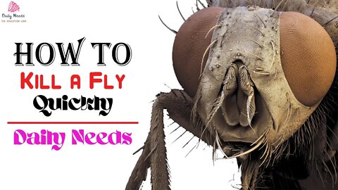 How to Kill a Fly Quickly | 3 Ways to Kill a Fly Quickly - Daily Needs Studio