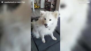 Ce chien adore se faire toiletter avec l'aspirateur