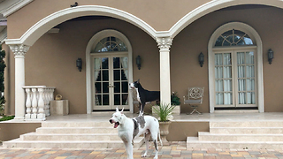 Funny Great Dane Too Lazy to Chase Squirrel