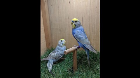 Watch the #budgies eat lettuce leaves greedily 🥬 #Budgies love to eat lettuce 🐦