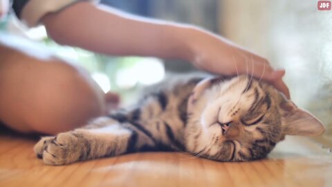 20 Common Mistakes Cat Owners Make