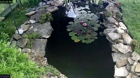 pond lilly opening and closing
