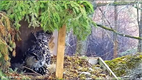 Morning View of The Eggs 🥚🥚 03/26/23 08:10