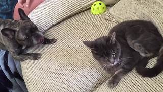 Dog Tries To Play With Cat And Cat Ignores Him