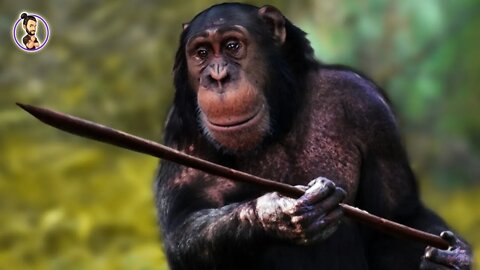 The Chimpanzee: Our closest living relative