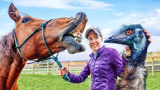 Can the Emus live with our Horse?