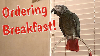 Demanding parrot places breakfast order