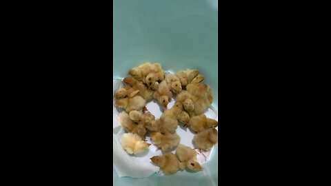 First day of texas Quail chicks - Teksas bıldırcın civcivlerinin ilk günü