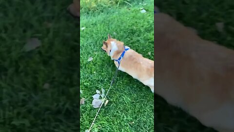 Corgi detects a new visitor in the neighborhood.