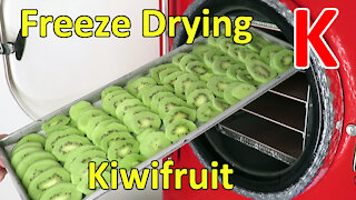 Freeze Drying Kiwifruit - Part 1 of 2