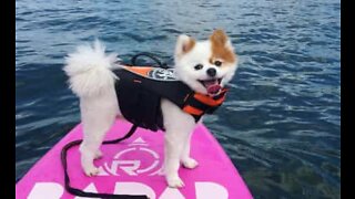 Tiny Pomeranian dog makes a big splash wakesurfing!