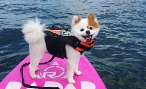 Tiny Pomeranian dog makes a big splash wakesurfing!