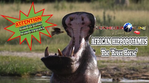African Hippopotamus, the "River Horse" | (AUDIO IN ENGLISH) | 2021