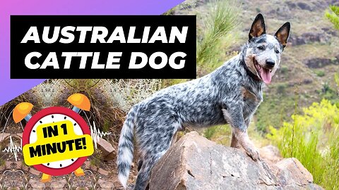Australian Cattle Dog - In 1 Minute! 🐶 One Of The Most Intelligent Dog Breeds In The World