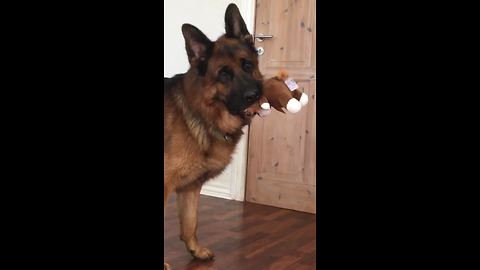 German Shepherd has priceless reaction to crying puppies