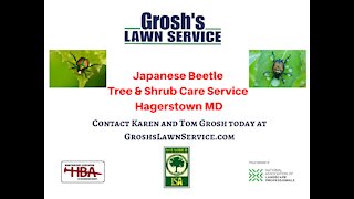 Japanese Beetles Hagerstown MD Tree Shrub Care