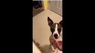 Princess loves bacon