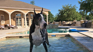 Great Dane Enjoys a Drink and a Shake in Slow Motion