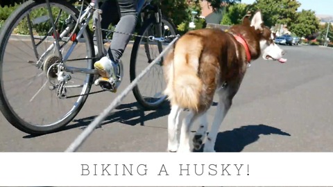 My Husky Goes Biking and Skateboarding!