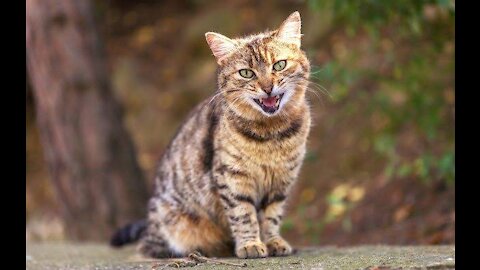 Graceful cats falls into the water and meows