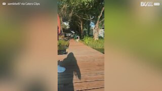 Homem salva cãozinho de cair à água
