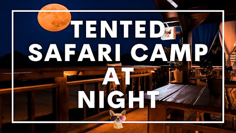 1 Hour Midnight Tented Safari Camp Ambient Sound Effects | Relax, Sleep, Meditate, Study