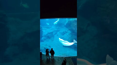 Beluga Whale and Dolphins 🐬 #beluga #Whale #Dolphin #mammals #aquarium #atlanta #Georgia