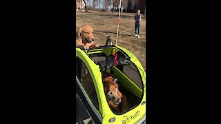 Golden Retriever Pushes Doggy In A Stroller