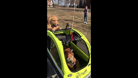 Golden Retriever Pushes Doggy In A Stroller