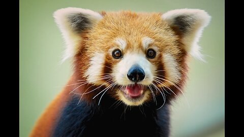 Red panda being all cute 🥰😻