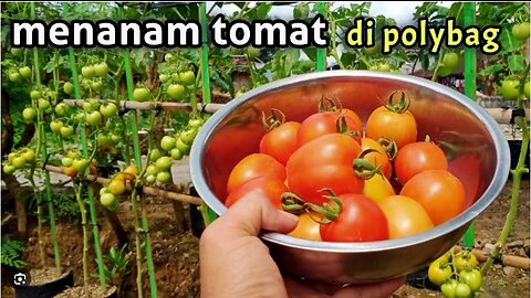 Cara menanam tomat dipolibag agar berbuah cepat