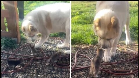 Big dog adorably confused by tiny litter of kittens