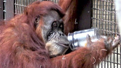 Orangutan enjoys tasty mango treats from a jar